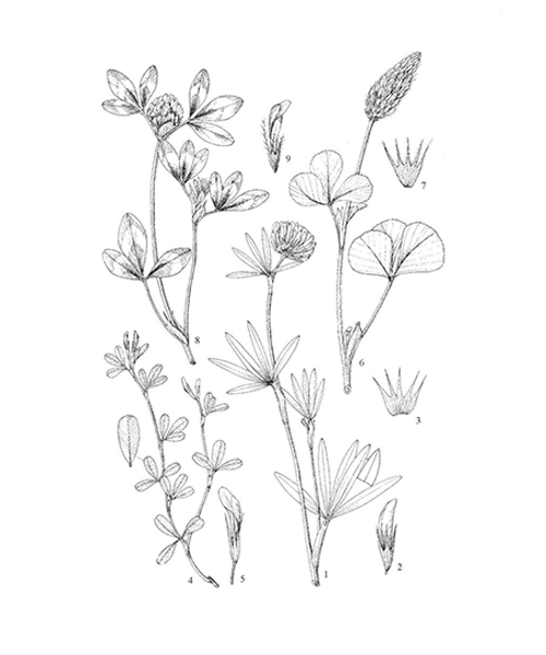Natural compounds from  Trifolium pratense